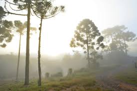 A palavra inverno tem origem no latim. Inverno No Hemisferio Sul Comeca Neste Sabado 20 Portugues Brasil