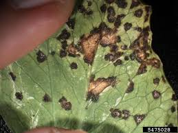 Image result for Pseudomonas syringae