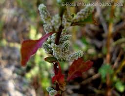 Image result for Nothosaerva