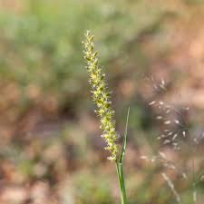 Image result for Cenchrus biflorus