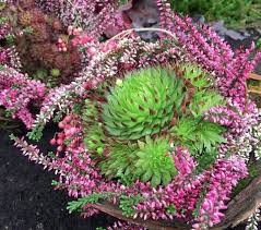 Allerheiligen Ausstellung Und Verkauf Garten Prentl Allerheiligen Grabschmuck Allerheiligen Und Grabgestaltung Allerheiligen