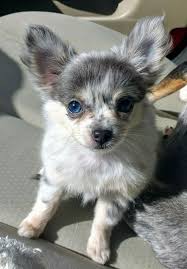 Pomeranian Chihuahua Mix Black And Brown An Owner Guide For Pomchi Chihuahua Pomeranian Mix With Images Pomchi Puppies Chihuahua Puppies Chihuahua Mix Puppies