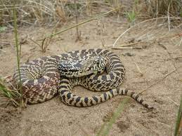 Gopher Snake Pituophis Catenifer Snake Noahs Ark Reptiles