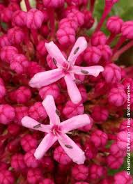 Image result for Clerodendrum abilioi