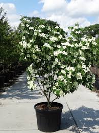 Image result for Cornus