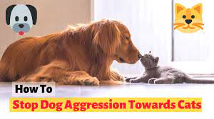 It's essential to find a safe place where your dog can socialize with other dogs. How To Stop Dog Aggression Towards Cats Youtube