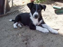 Black And White Jack Russell Terrier Lab Mix 29 Awesome Border Collie Jack Russell Mix Images Jack Russell Puppies Border Collie Mix Puppies
