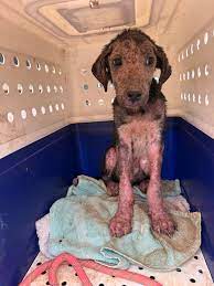 Knuckles & Ash – Two Little Lives Who Can't Wait💔 Some days, the reality  of animal rescue hits harder than ever. We have two puppies, whose  circumstances broke our hearts and that