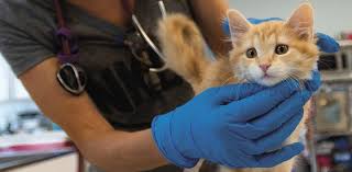 Check spelling or type a new query. Spay And Neuter Clinic Guide During Covid 19 Best Friends Network Partners