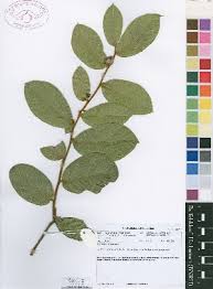 Image result for Dichapetalum edule