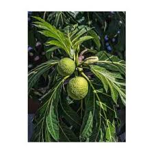 Image result for Blighia