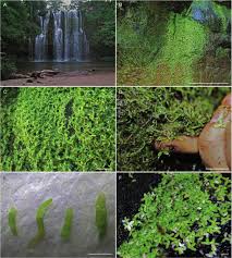 Image result for Wolffiella welwitschii