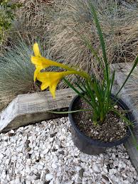 Image result for Cyrtanthus breviflorus