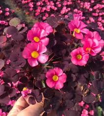 Image result for Oxalis purpurascens