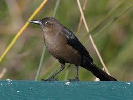 Black Bird With Long Tail Feathers In Texas Great Tailed Grackle Grackle Bird Black Bird