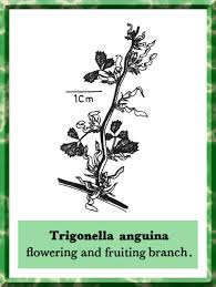 Image result for Trigonella anguina