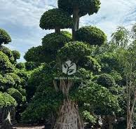 4.5m Aerial Roots Ficus Bonsai | Large Ficus Microcarpa Tree