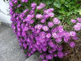 Bellissimi i suoi fiori viola e bianchi, unico piccolo inconveniente è. 21 Migliori Fiori Perenni Viola Per Il Tuo Giardino Da Alighiero