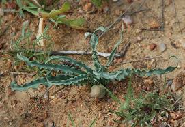 Image result for Ornithoglossum viride