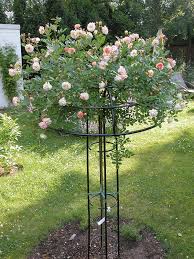 Giverny Rose Regenschirm In 2020 Garten Gartenspaliere Gartendesign Ideen
