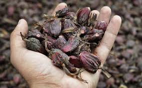 arunachal to double production of large cardamom in next 5 6 years agriculture minister tage taki agriculture minister tage taki