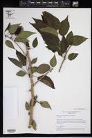 Image result for Chloris mossambicensis