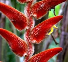 100 metros sur paralelo ferretería materiales la costa, calle de grava/piedra, ojochal costa rica +506 2786 5000 website menu. King Kong Heliconia Photo