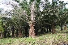 What are the differences, and are they all bad for me? Palm Kernel Oil Wikipedia