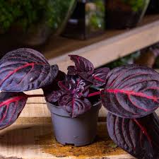 Image result for Iresine