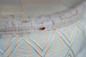 Image result for bedbugs on mattress