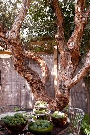 But then i got to thinking(always a big mistake) and was wondering if there are any fruit trees suitable for 9b here in fl that like the shade? Made In The Shade Building A Vertical Garden Under The Canopy Of Our Guava Tree The Horticult