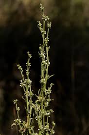 Image result for Neojeffreya decurrens