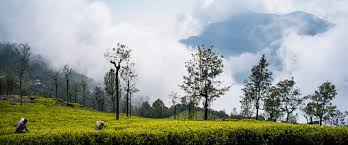 A Tour Of Tantea Estate, Nilgiris - Still Steeping: Teabox Blog