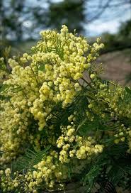 Image result for Acacia mearnsii