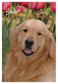 When a litter of puppies is born at golden rule, we are right by mom's side. Am Can Ch Striker
