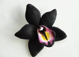Pin On Orchid Flower
