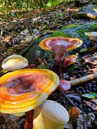Image result for Ganoderma curtisii
