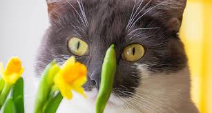 These are common complaints deriving from owners of a cat chewing lover. 4 Ways To Get Your Cat To Stop Eating Your Houseplants Gallant