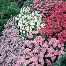 Pin On How Does Your Garden Grow