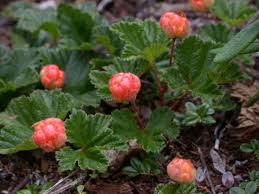 Image result for Rubus