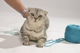 Kucing merupakan salah satu hewan peliharaan yang digemari oleh banyak orang. 5 Cara Membuat Kucing Lebih Aktif Dan Bahagia Di Rumah Halaman All Kompas Com