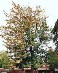 Check spelling or type a new query. Experts Warn That The Beloved Australian Silky Oak Tree Contains Cyanide Daily Mail Online