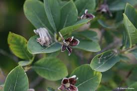 Image result for Dais cotinifolia