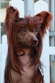 Chinese Crested Pictures Fcmb55tvo7l Chinese Crested Dog Chinese Crested Hairless Dog