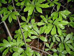 Image result for Monodora junodii