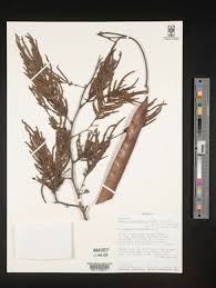 Image result for Newtonia buchananii