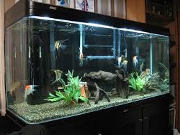 Aquarium decoration ideas & fun diy fish bowl ideas from marine biologist and aquarium aficionado eileen daub on that fish blog. Great Aquarium Decor