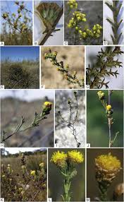 Image result for Cyathula polycephala