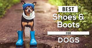 These dog boots are very easy to make and will protect our pets paws. The 6 Best Dog Shoes Boots For Paw Protection In 2021