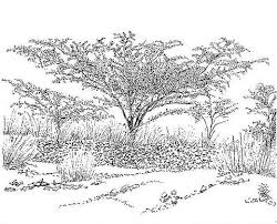 Image result for Terminalia randii